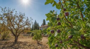 Si vous avez un pommier au jardin, ce fruitier du Sud risque de vite le remplacer après la prochaine canicule