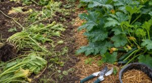 Taches blanches sur vos courgettes : ne refaites pas ce geste que mon voisin a payé par la fin de sa récolte