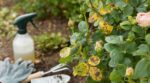 Taches noires sur vos rosiers : ce réflexe de 15 minutes à adopter vite pour sauver toute la floraison de l’été