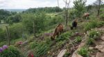Terrain en pente : un ami m’a conseillé des chèvres, cette erreur a ravagé mon jardin avant que je choisisse ces animaux