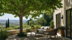 Terrasse plein sud brûlante après 14 h : cet arbre que les anciens plantaient à 3 m gardera la vôtre fraîche 40 ans