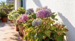 Terrasse plein sud : ce mur fraîchement repeint qui grille vos hortensias et se cache derrière ces taches sèches