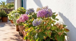 Terrasse plein sud : ce mur fraîchement repeint qui grille vos hortensias et se cache derrière ces taches sèches