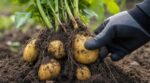 Tes patates pourrissent avant Noël ? Ce geste de maraîcher avec le pouce change tout au moment de la récolte