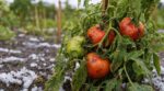 Tomates après la grêle : ce geste réflexe que font tous les jardiniers attire le mildiou en 48 h