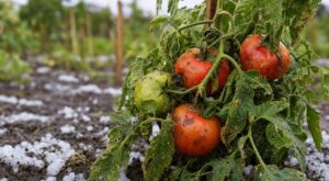 Tomates après la grêle : ce geste réflexe que font tous les jardiniers attire le mildiou en 48 h
