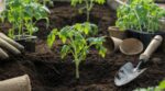 Tomates : ce geste au moment de la plantation, que la plupart des jardiniers oublient, accélère vos récoltes