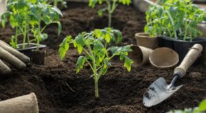 Tomates : ce geste au moment de la plantation, que la plupart des jardiniers oublient, accélère vos récoltes