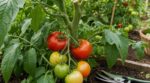 Tomates : ce geste radical des anciens début août change tout, sinon vos fruits risquent de rester verts