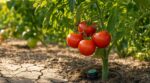 Tomates en canicule : ce geste d&rsquo;arrosage méconnu évite les fruits fades tout en consommant deux fois moins d&rsquo;eau