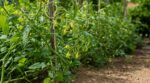 Tomates en fleurs mais sans fruits : ces erreurs simples ruinent votre récolte au potager si vous n’agissez pas vite