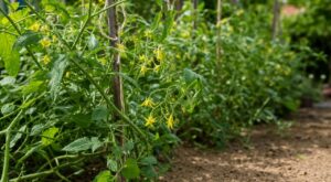 Tomates en fleurs mais sans fruits : ces erreurs simples ruinent votre récolte au potager si vous n’agissez pas vite