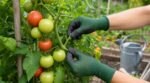 Tomates encore vertes en août : ce geste de maraîcher à faire avant le 15 août pour sauver ta récolte