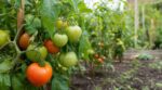 Tomates fin août : ce réflexe que tout le monde a au potager peut vous faire perdre la moitié de la récolte