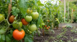 Tomates fin août : ce réflexe que tout le monde a au potager peut vous faire perdre la moitié de la récolte