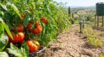 Tomates grillées dès la première canicule ? En 2026, cette variété oubliée sauve les potagers des maraîchers