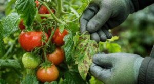 Tomates : oubliez le bicarbonate, ce geste d’une seconde à la première tache sauve toute votre récolte