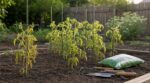 Tomates qui ne poussent plus : avant de vider le sac d’engrais, voici les 7 causes cachées à vérifier d’urgence