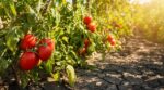 Tomates : si vous plantez toujours les mêmes, à 35°C vos plants ne donnent plus rien, sauf ces 3 variétés