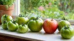 Tomates vertes : ne les laissez plus au rebord de fenêtre, ce fruit posé à côté les fait rougir en quelques jours