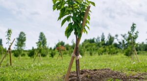 Tuteur des jeunes fruitiers : ce geste des anciens évite une erreur qui abîme vos racines en silence