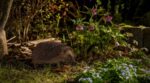 Un hérisson dans votre jardin la nuit : ce que ce visiteur révèle vraiment (et l&rsquo;erreur qui le met en danger)