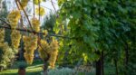 Vigne au jardin : ce geste sur une seule face fin août évite la pourriture et métamorphose vos grappes