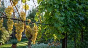 Vigne au jardin : ce geste sur une seule face fin août évite la pourriture et métamorphose vos grappes