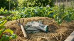 Vipères sous le paillage : ce geste de 10 secondes avant de jardiner qui peut vous éviter une morsure au potager
