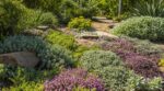 Voici ces plantes couvre-sol ultra-résistantes qui transforment un jardin cramé cet été sans arrosage ni désherbage