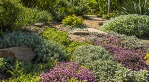 Voici ces plantes couvre-sol ultra-résistantes qui transforment un jardin cramé cet été sans arrosage ni désherbage