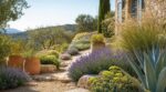 Voici les 6 plantes résistantes à la sécheresse à adopter dès maintenant pour un jardin sec ultra déco sans arrosages