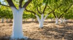 Vos arbres fruitiers brûlent au soleil ? Ce badigeon blanc des anciens change tout pour l’écorce cet été