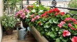Vos bégonias sèchent sur le balcon ? Cette erreur d’arrosage à bannir pour garder des fleurs jusqu’à l’automne