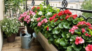 Vos bégonias sèchent sur le balcon ? Cette erreur d’arrosage à bannir pour garder des fleurs jusqu’à l’automne
