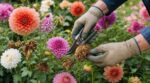 Vos dahlias sont magnifiques ? Cette erreur avec les fleurs fanées les épuise, ce geste méconnu qui change tout