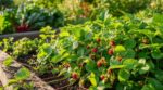Vos fraises des bois disparaissent : ce geste de 10 minutes en août peut vous en donner trois fois plus l’an prochain