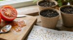 Vos graines de tomate ne lèvent jamais ? Cette habitude de rinçage sabote tout, l&rsquo;étape oubliée règle enfin le problème