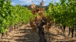 Vos pieds de vigne sèchent d’un coup en été : cette « thrombose » cachée et le geste à bannir sans attendre