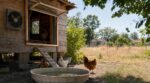 Vos poules ne transpirent pas : ces 3 gestes méconnus peuvent les sauver du coup de chaleur cet été