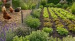 Vos poules ravagent le potager ? Plantez d’urgence ces trois aromatiques autour des jeunes salades
