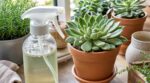 Vos succulentes attaquées par les cochenilles : ce mélange naturel les sauve si vous évitez cette erreur