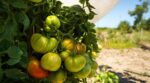 Vos tomates restent vertes malgré l&rsquo;arrosage et la taille : ce geste oublié les fait enfin rougir en quelques jours