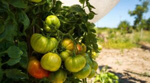 Vos tomates restent vertes malgré l&rsquo;arrosage et la taille : ce geste oublié les fait enfin rougir en quelques jours
