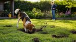 Votre chien creuse partout dans la pelouse : ces trous cachent un besoin précis que vous négligez sans le savoir