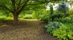 Vous avez un noyer au jardin ? Cette toxine cachée ruine vos plantations, voici les plantes qui survivent