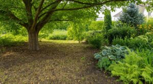 Vous avez un noyer au jardin ? Cette toxine cachée ruine vos plantations, voici les plantes qui survivent