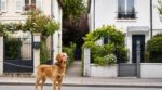 Vous gardez le chien du voisin cet été : ce voisin paiera seul la facture en cas de morsure ou d’accident