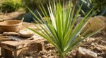 Yucca : cette plante du désert que vous prenez pour un décor banal cache des usages insoupçonnés chez vous