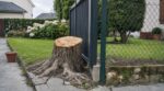 Abattre un arbre en limite de propriété : cette erreur avec la souche peut vous coûter très cher des années après